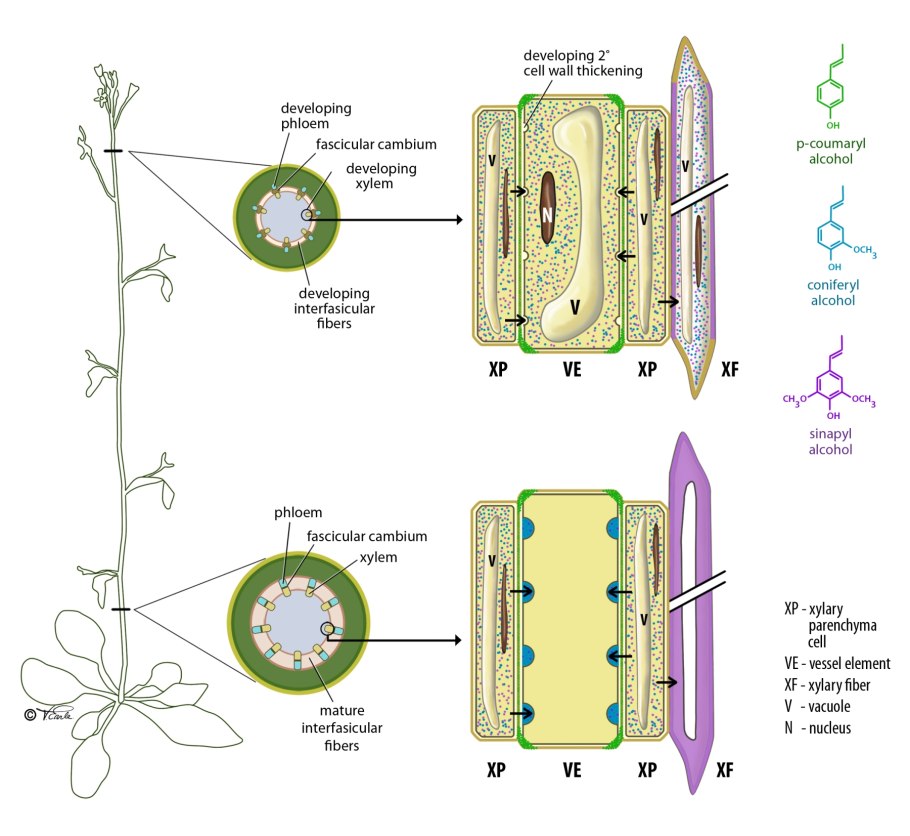 Xylem and phloem