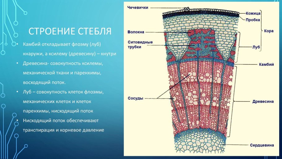 Строение стебля ткани флоэма Ксилема