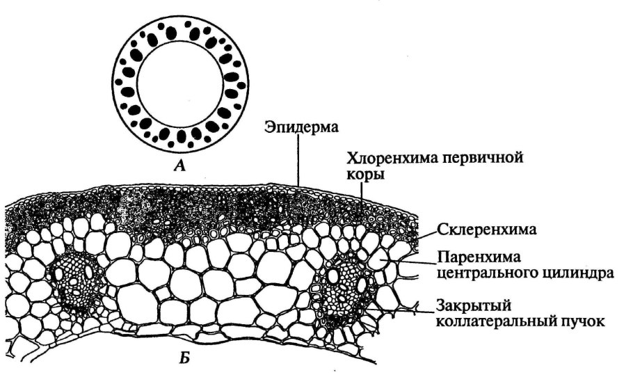 Ситовидные трубки растений