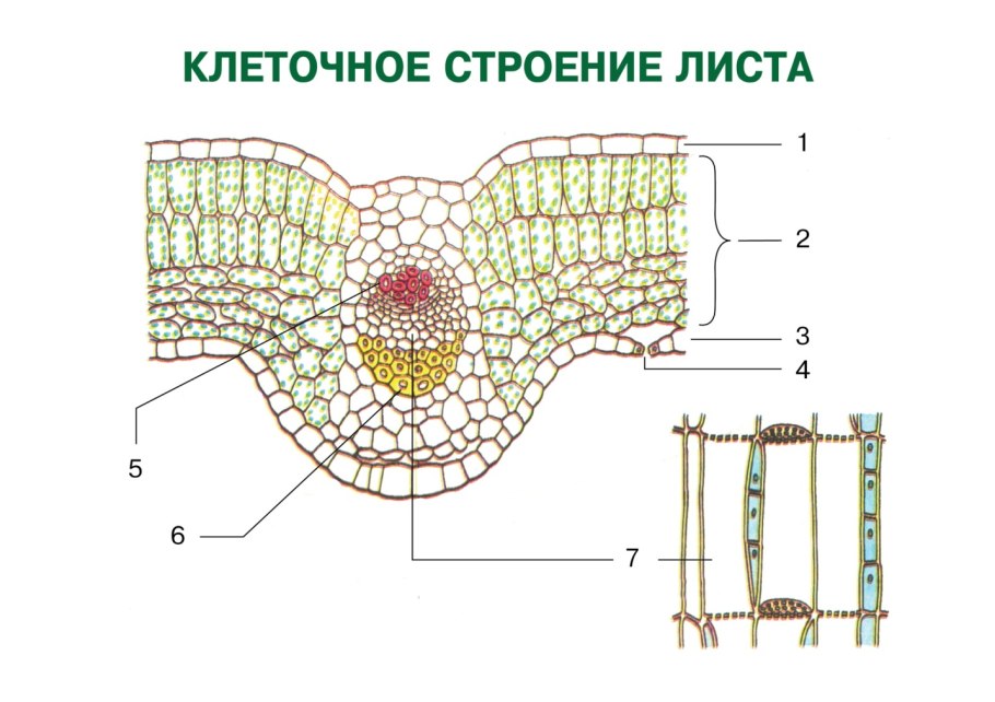 Флоэма мертвые клетки