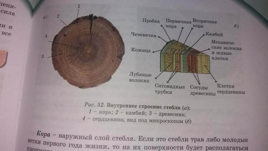 Первичная кора древесина пробка