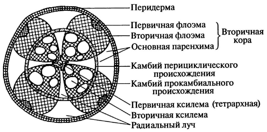 Вторичное строение корня тыквы на поперечном срезе