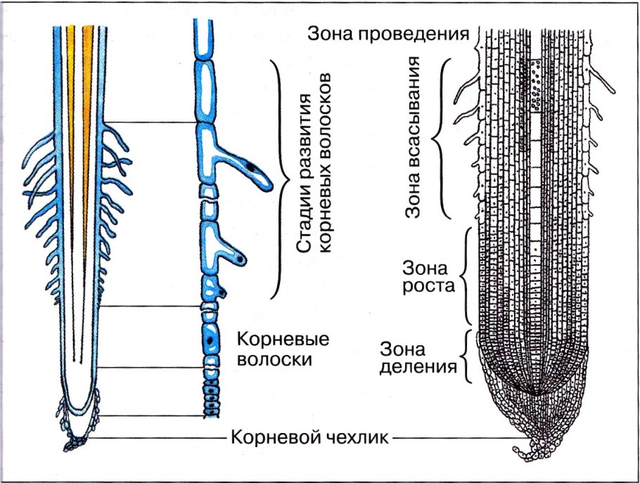 Зоны деления корня корневой чехлик