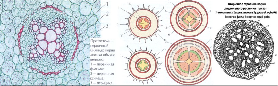 Ксилема и флоэма