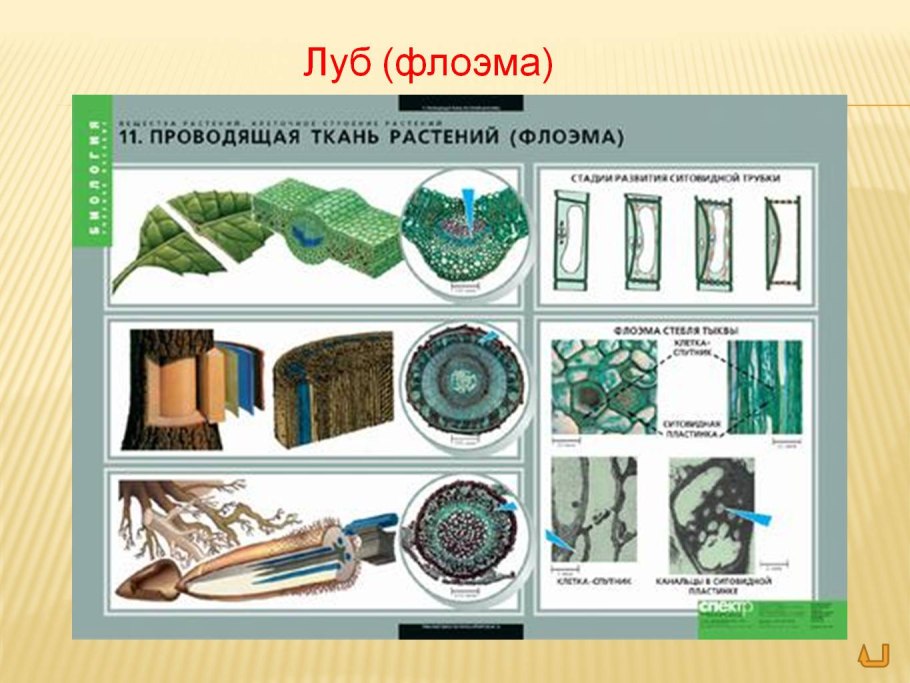 Внутреннее строение стебля однодольных