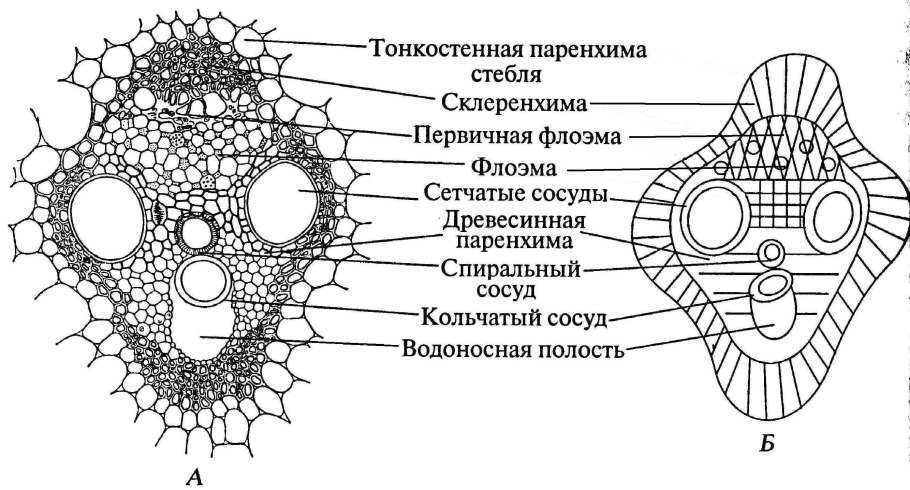Внутреннее строение листа поперечный срез рисунок