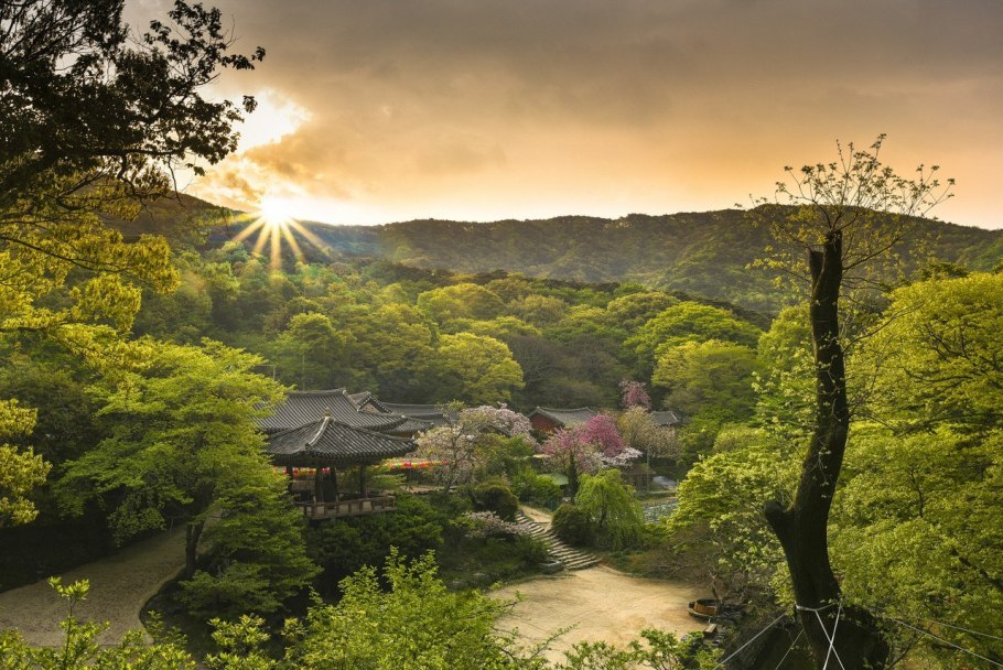 Корея дворец кёнбоккун цветение Сакуры
