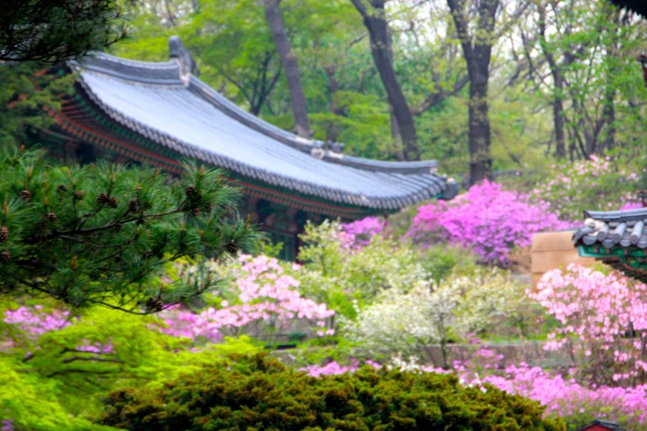 Корея чжучидо природа