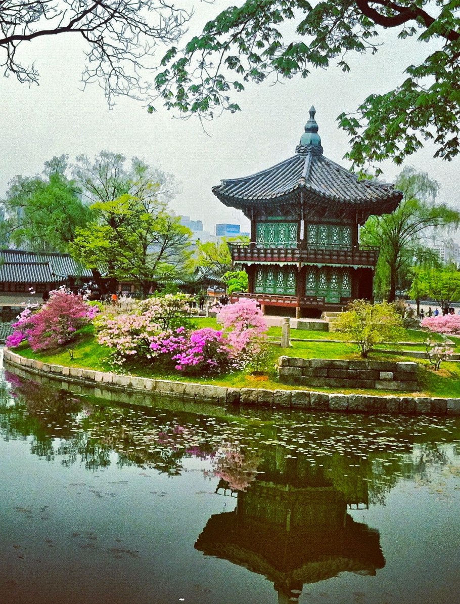 Корейская сосна Южной Кореи