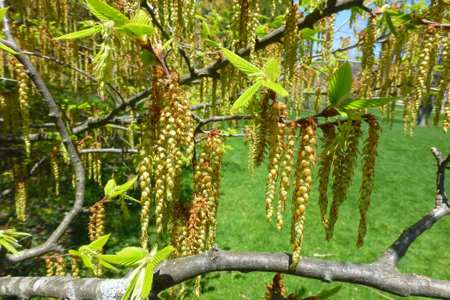 Граб обыкновенный Carpinus betulus