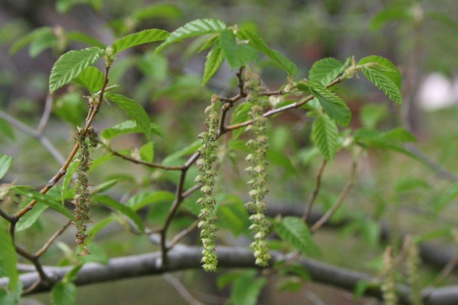 Вяз листья и плоды