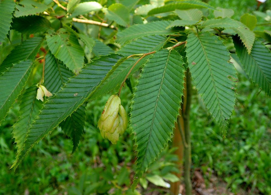 Граб обыкновенный Carpinus betulus плод
