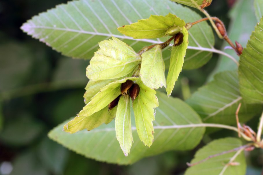 Carpinus caroliniana