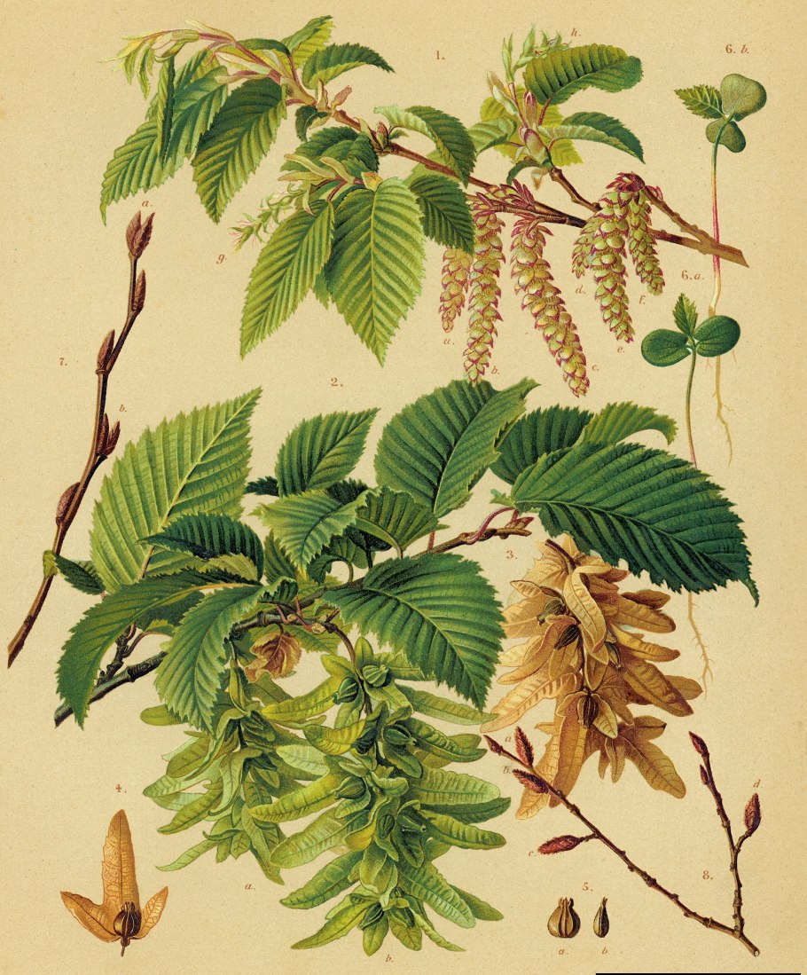 Carpinus betulus l.