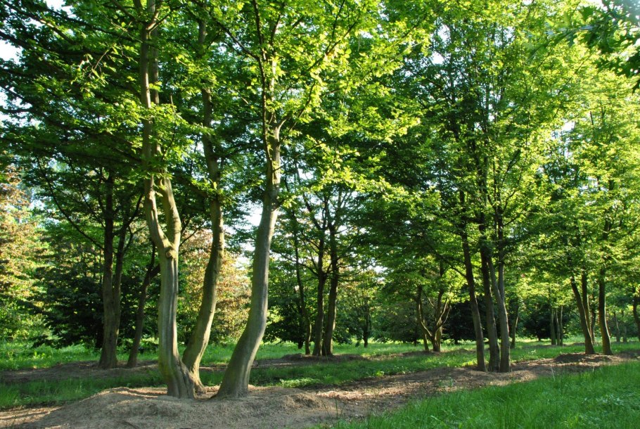 Граба восточного (Carpinus orientalis