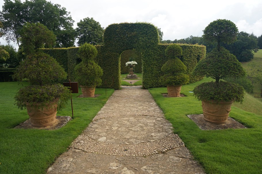 Вяз Ильм карагач