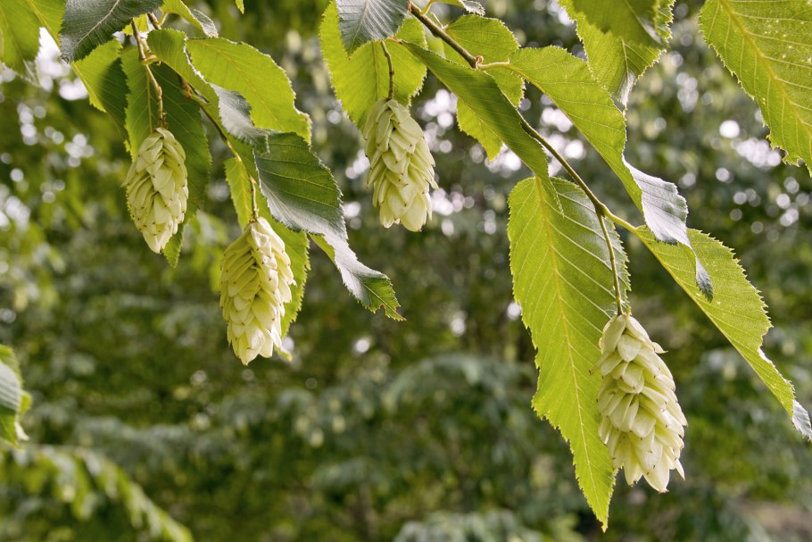 Граб обыкновенный Carpinus betulus