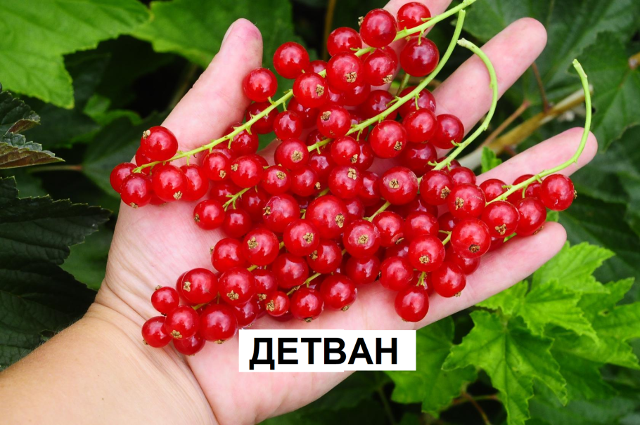 Смородина красная Йонкер Ван тетс