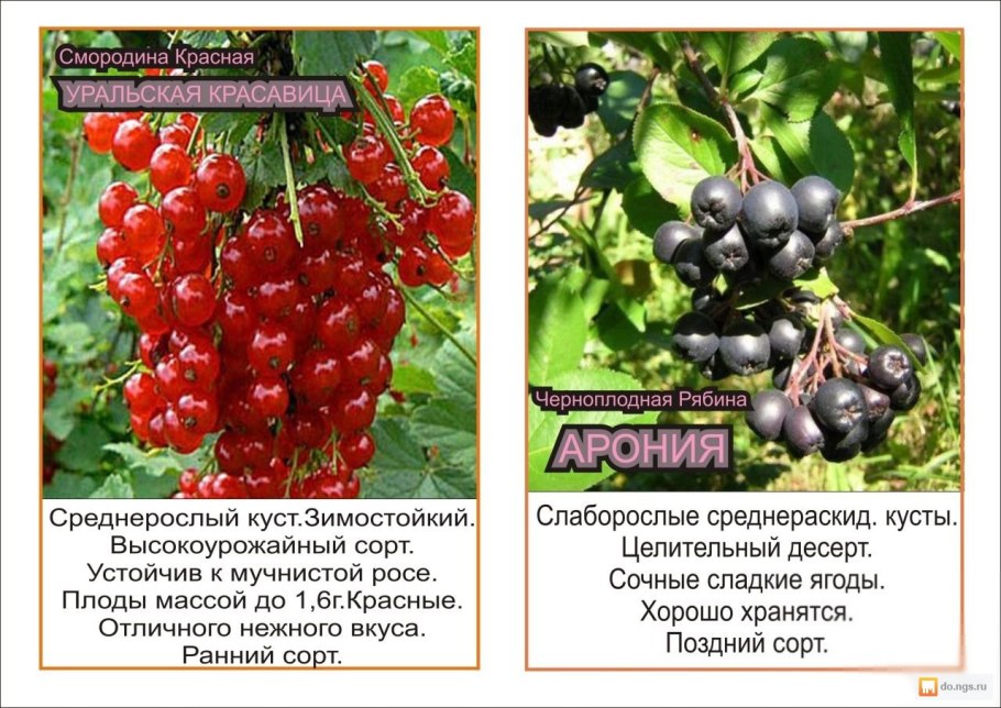 Смородина Джонкер Ван тетс