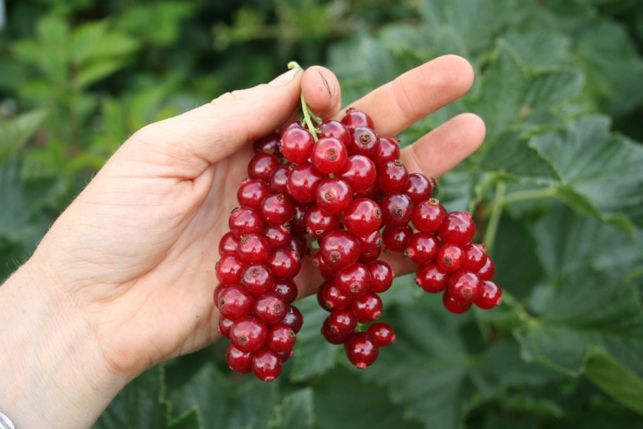 Смородина красная - ribes rubrum