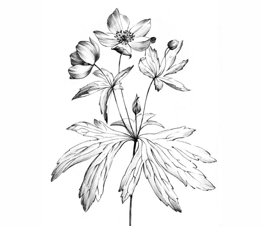 Ветреница Лесная (Anemóne Sylvéstris)