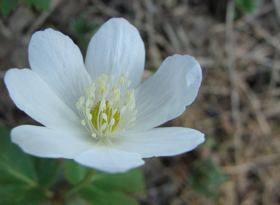 Ветреница (анемона) Лесная (Anemone Sylvestris)