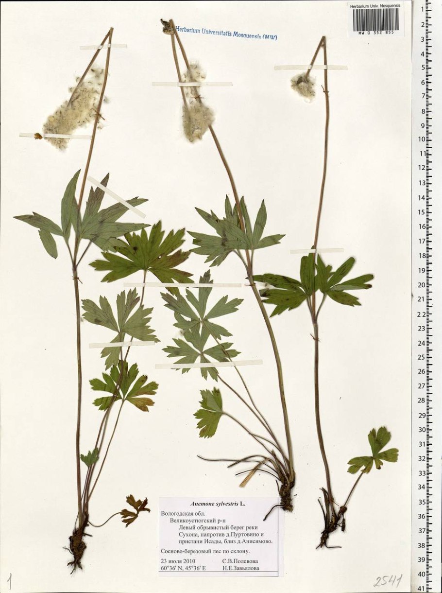 Ветреница Дубравная – Anemone nemorosa гербарий