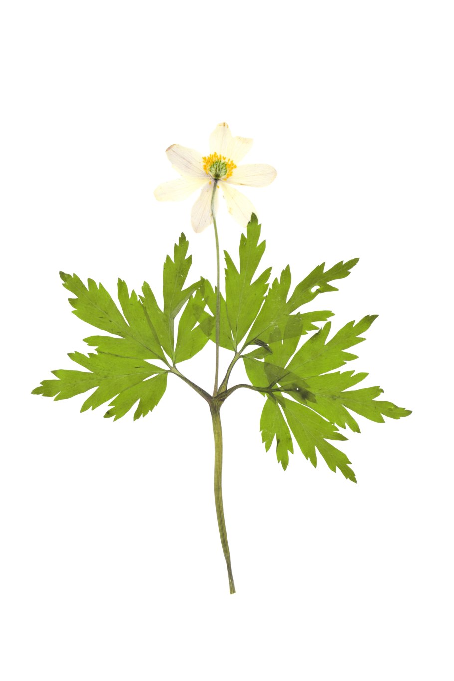 Ветреница Дубравная гербарий