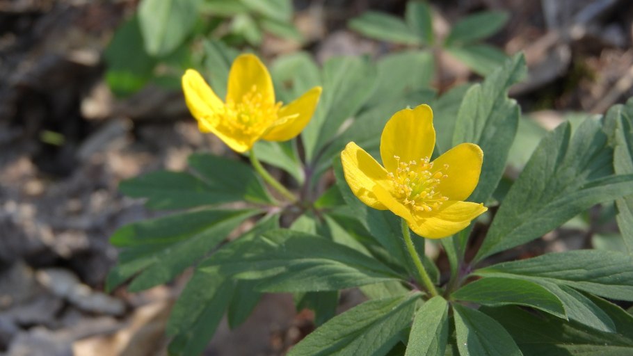 Анемона ветреница