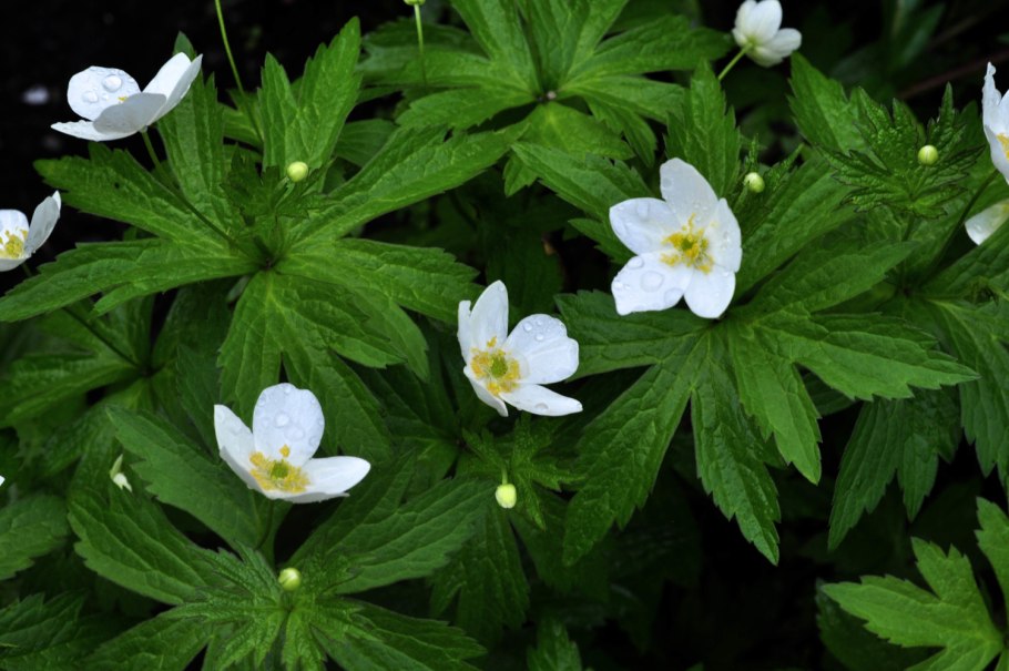 Ветреница Дубравная анемона