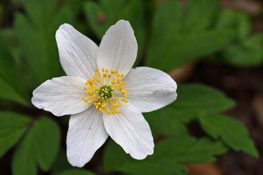 Anemone nemorosa