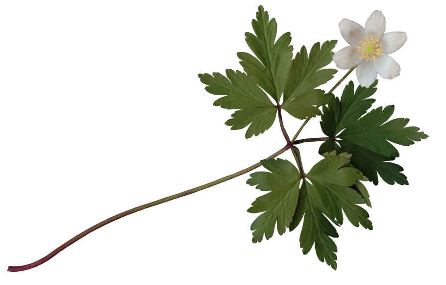 Ветреница Лесная голубая