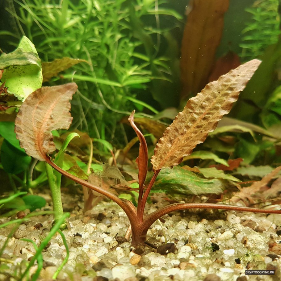 Криптокорина аффинис (Cryptocoryne affinis)