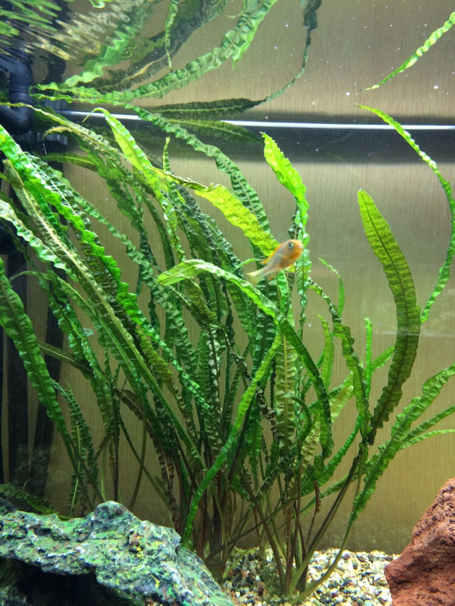 Роголистник Криптокорина