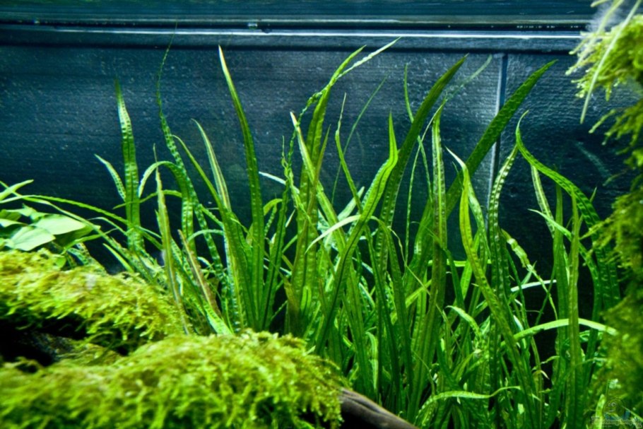 Криптокорина балансе (Cryptocoryne balansae)