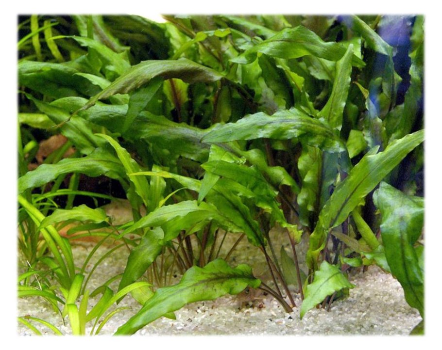 Крипторина Венда зелегая