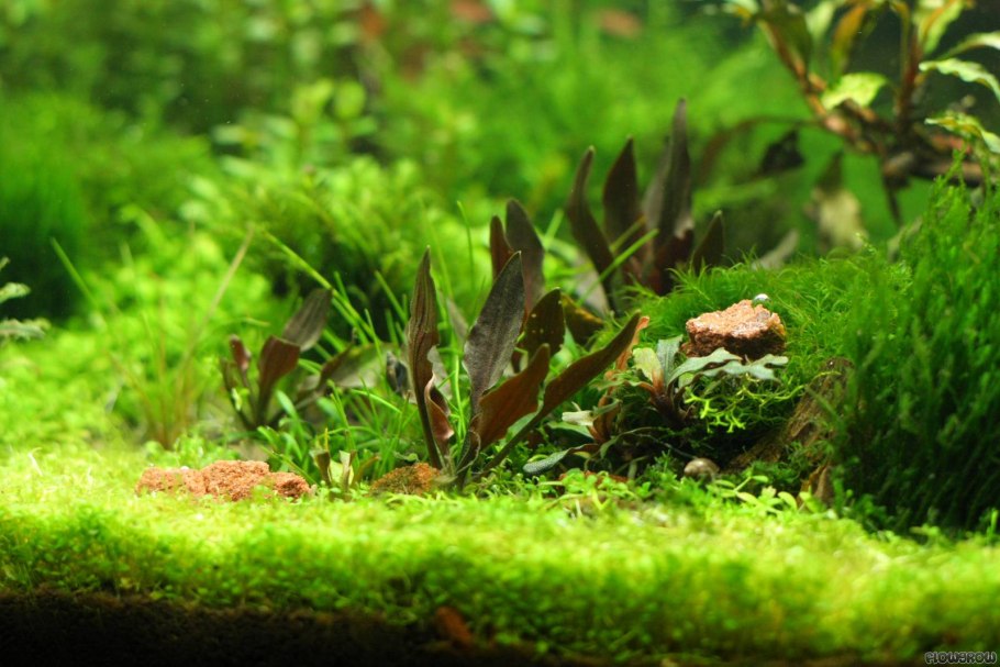 Криптокорина Валкера