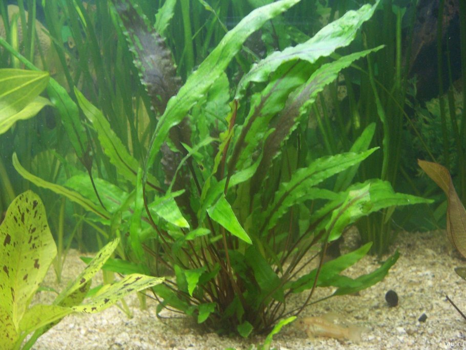 Криптокорина Вендта зеленая