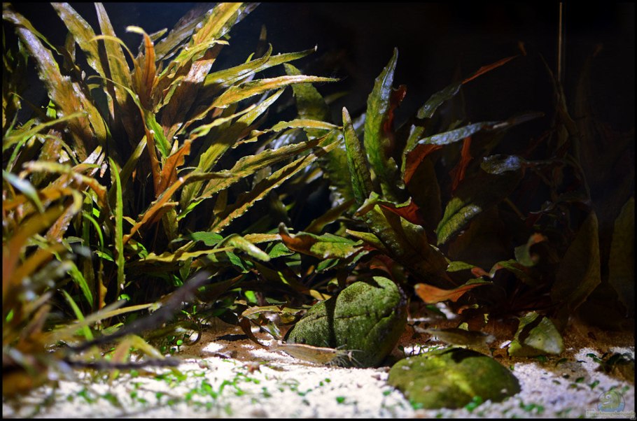 Криптокорина Бласса (Cryptocoryne blassii)