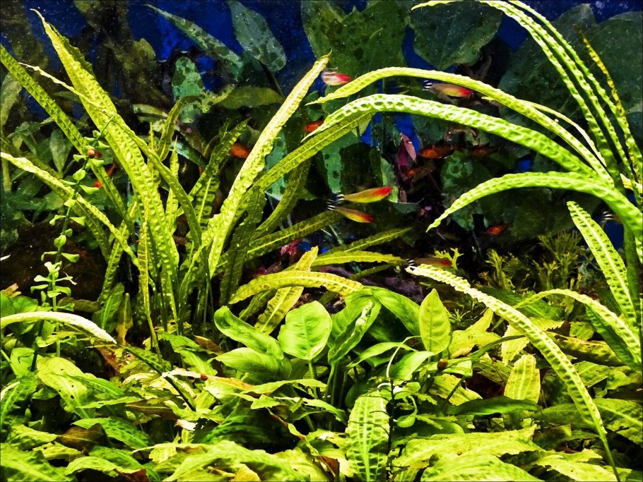 Криптокорина Сиамская