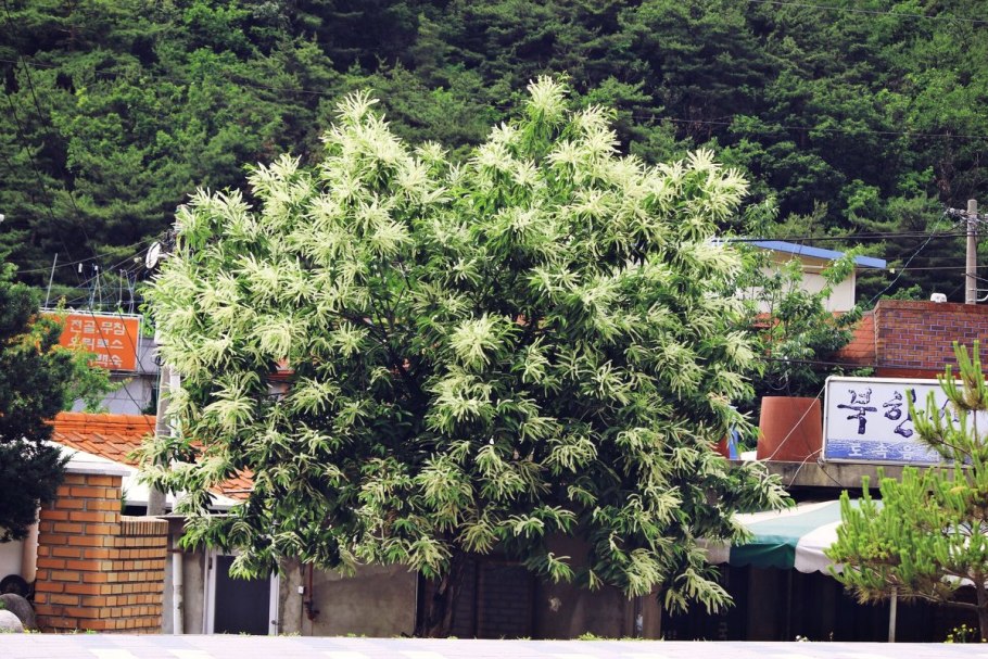 Конский каштан обыкновенный Aesculus hippocastanum