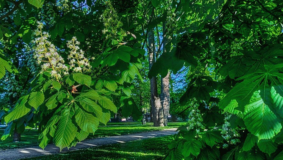 Каштан конский (Aesculus)