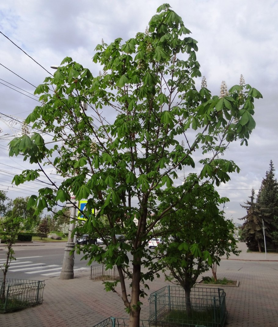 Каштан маньчжурский