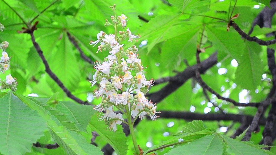 Каштан конский пятнистость