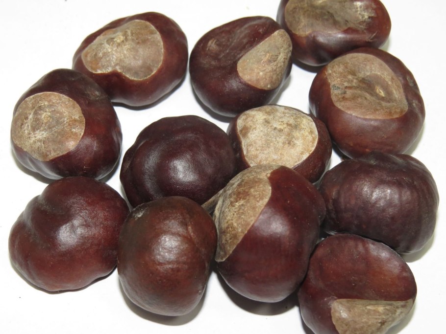 Украина 1951 год цветет каштан