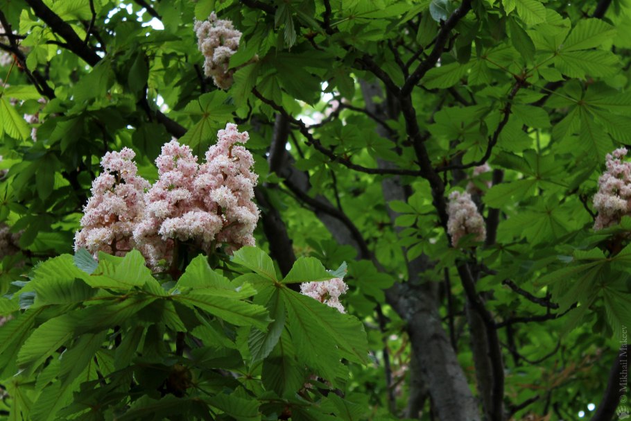 Плоды каштана сушеные