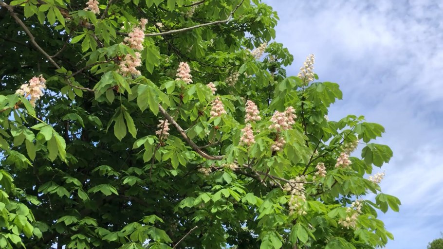 Орех маньчжурский (Juglans mandshurica)