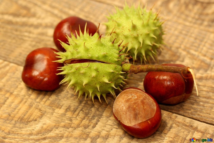 Ясень маньчжурский Fraxinus mandshurica