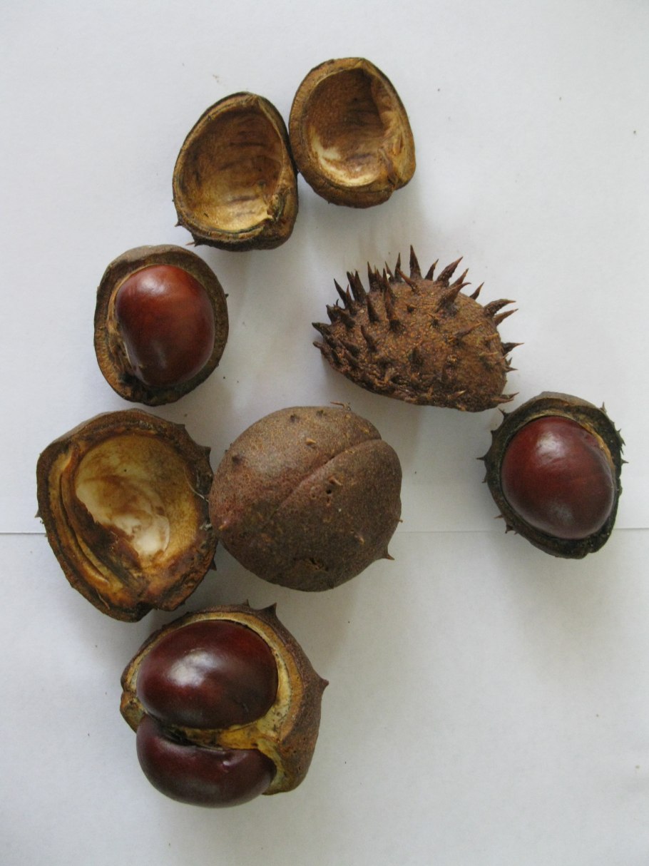 Цветущие каштаны на Крещатике