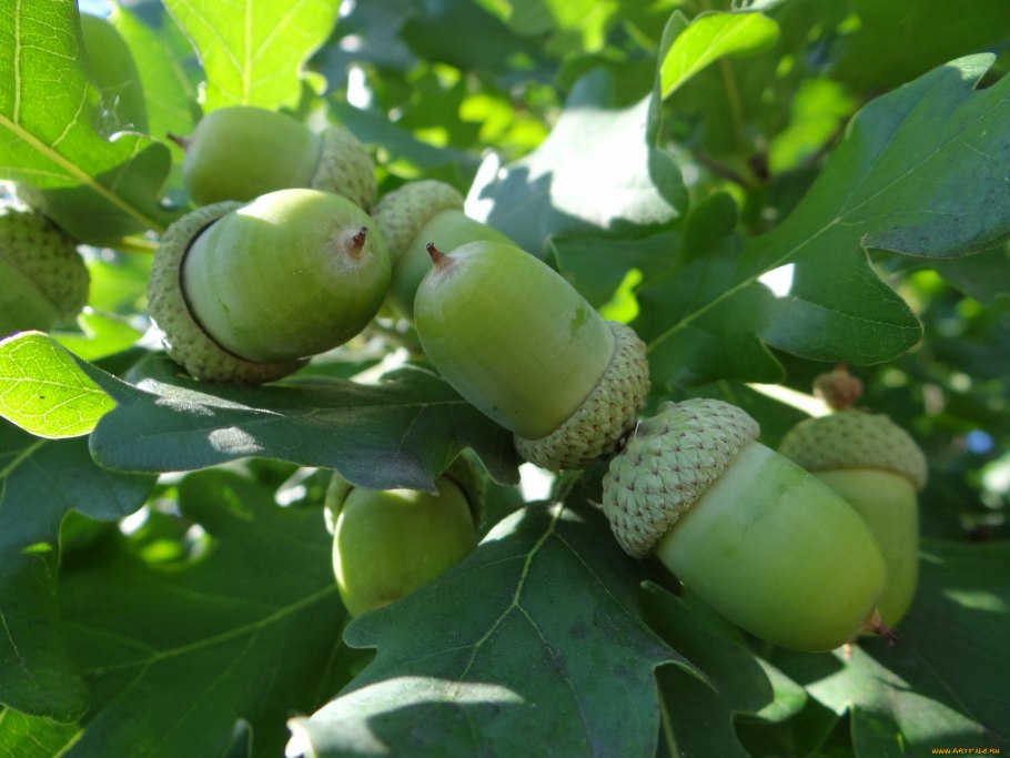 Описание дерева